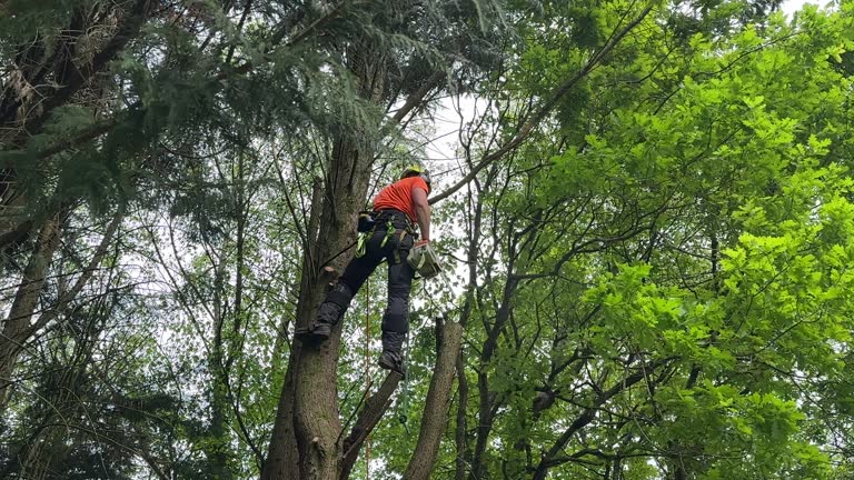 Professional  Tree Services in Leisure Village East, NJ