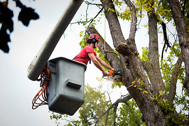 Tree and Shrub Care in Leisure Village East, NJ